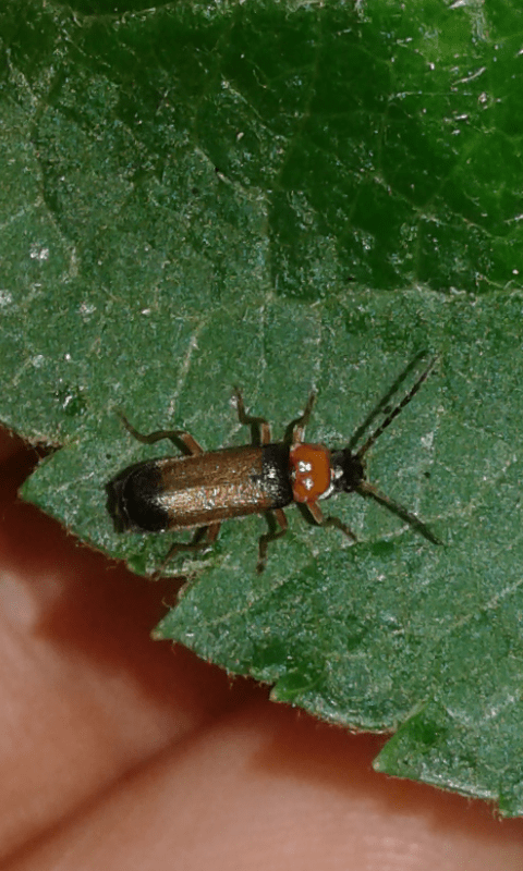 Cantharidae : Cratosilis laeta ? S